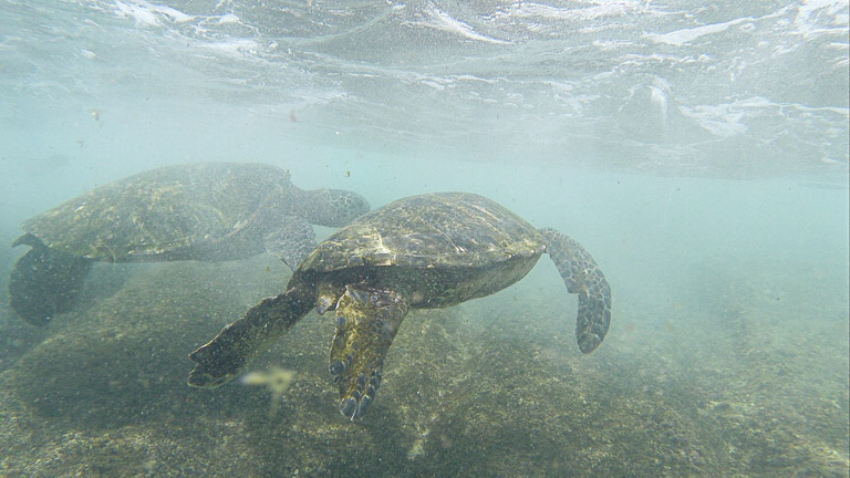 the best place to see turtles on oahu (3 of 63)