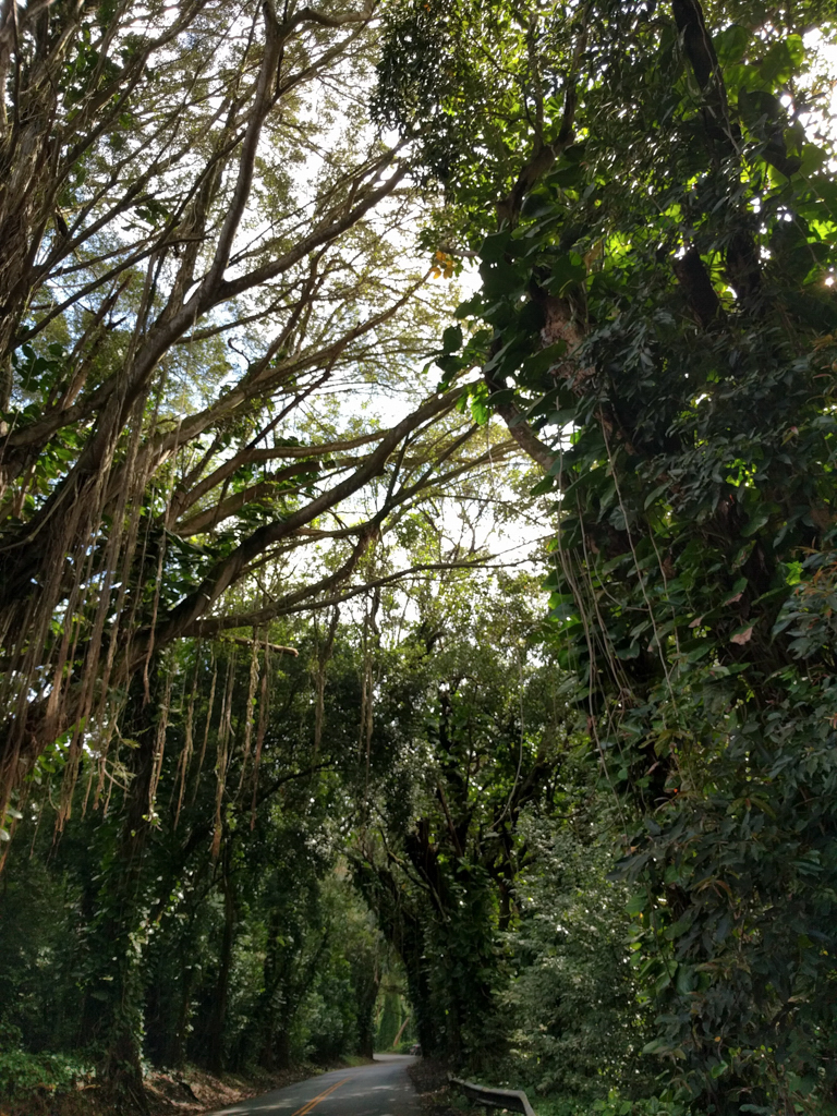 jackass ginger pool trail - judd memorial trail oahu (3 of 11)