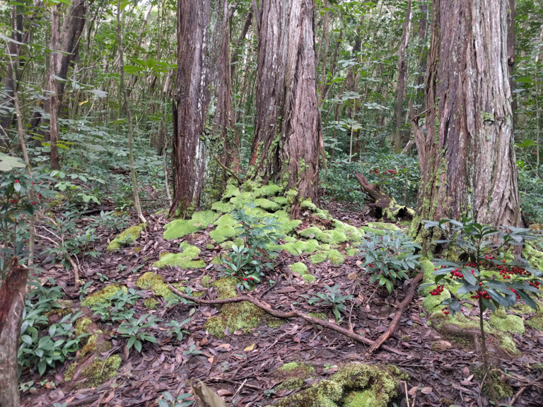 jackass ginger pool trail - judd memorial trail oahu (4 of 11)