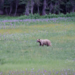 A lesson in living in the moment (or: that time I saw a bear in Yosemite)